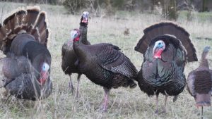 Turkey Hunting Essentials | At the Ranch