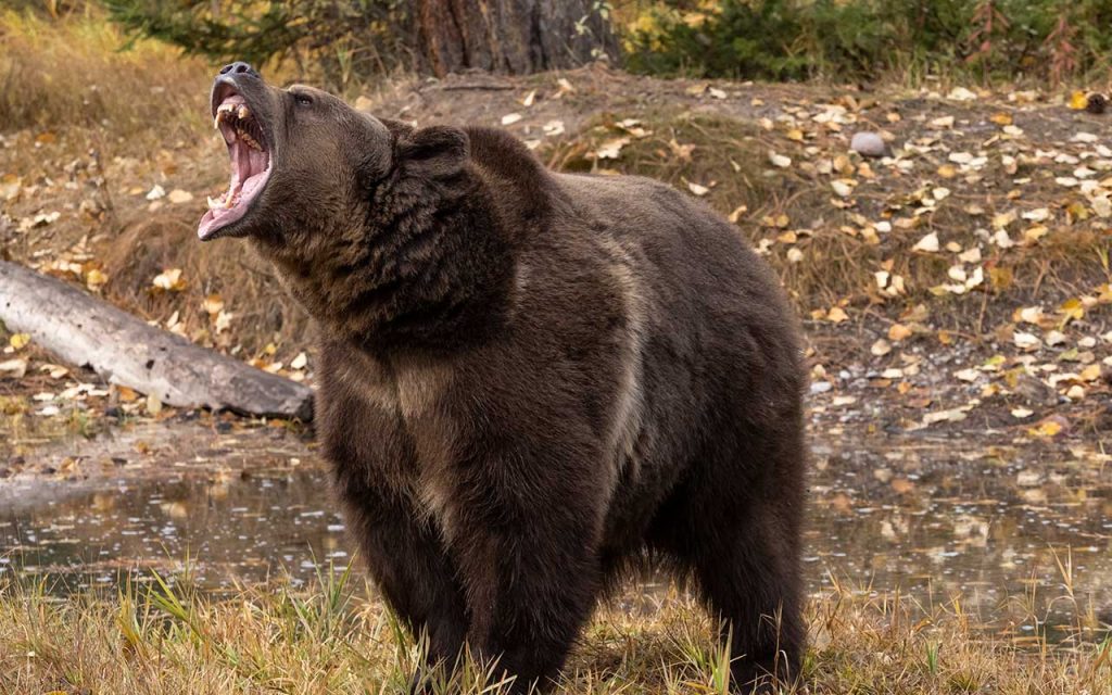 Best Calibers for Bear Country - Bear Hunting - Hunting Grizzlies - GunBroker.com