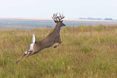 whitetail-deer-running in field