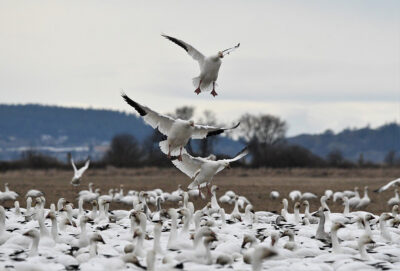 Go Snow Goose Hunting for Conservation