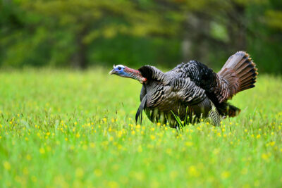 Tough Turkeys: 7 Tactics to Get Around a Silent Spring