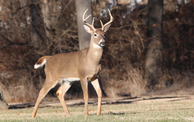 Deer Season Prep