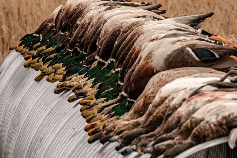 Firearms for Waterfowl Hunting in Canada: The Details - Venku.com