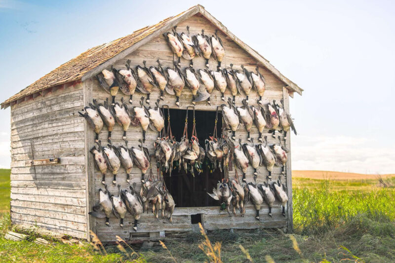 waterfowl hunting in canada - 