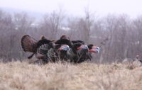 Early Season Turkey Hunting/NWTF Monte Loomis