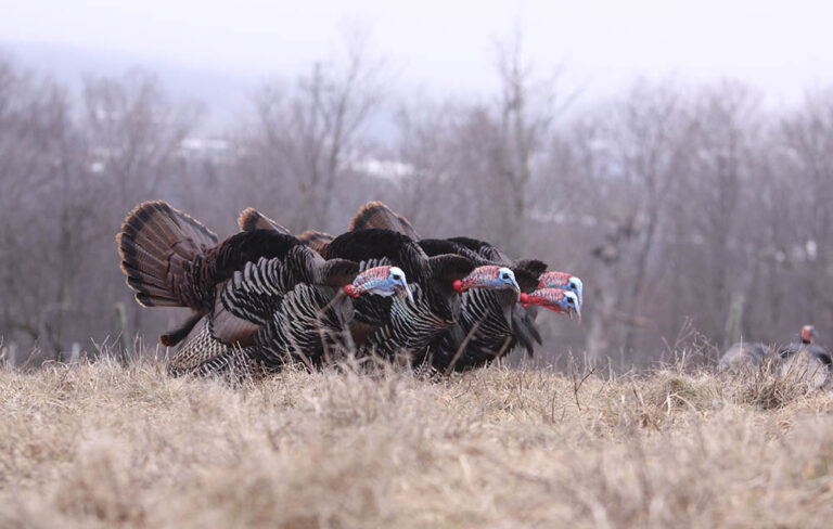 Early Season Turkey Hunting/NWTF Monte Loomis