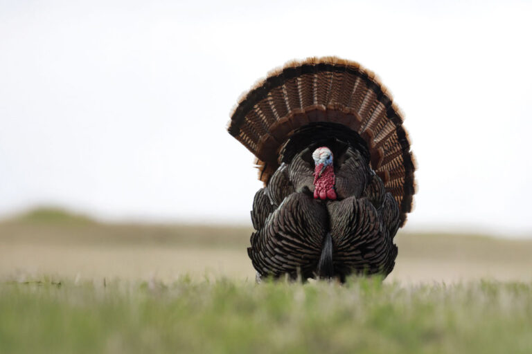 Missouri’s Best Turkey Hunts: Kinser Madison’s Guide to Bagging Big Gobblers