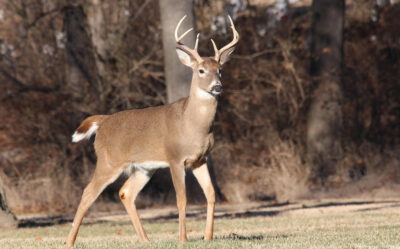 Scouting for Deer; Tips for Success